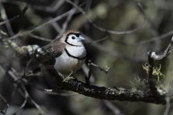 double-barred-finch-taeniopygia-bichenovii-7