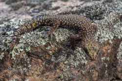 southern-spotted-velvet-gecko-oedura-tryoni-2