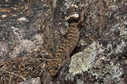 granite-belt-thick-tailed-gecko-uvidicolus-sphyrurus-5
