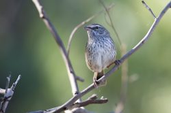 chestnut-rumped-heathwren-hylacola-pyrrhopygia