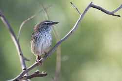chestnut-rumped-heathwren-hylacola-pyrrhopygia-2