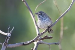 chestnut-rumped-heathwren-hylacola-pyrrhopygia-3