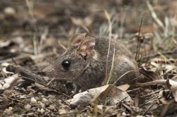 common-dunnart-sminthopsis-murina