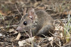 common-dunnart-sminthopsis-murina-2