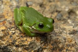 green-tree-frog-litoria-caerulea-3