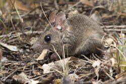 common-dunnart-sminthopsis-murina-3