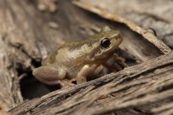 bleating-tree-frog-litoria-dentata