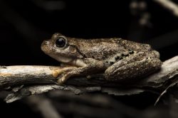 perons-tree-frog-litoria-peroni-2