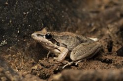 broad-palmed-rocket-frog-litoria-latopalmata-3