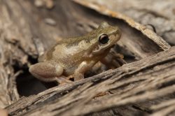 bleating-tree-frog-litoria-dentata-2