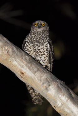 powerful-owl-nnox-strenua
