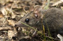 common-dunnart-sminthopsis-murina-4