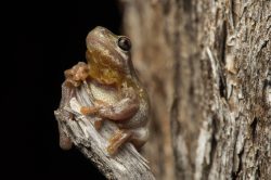 bleating-tree-frog-litoria-dentata-3
