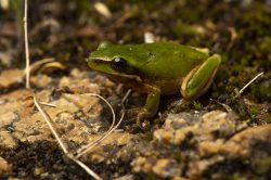 eastern-dwarf-tree-frog-litoria-fallax