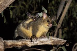 common-brushtail-possum-trichosurus-vulpecula-7