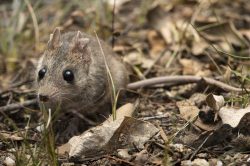 common-dunnart-sminthopsis-murina-5