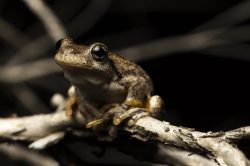 perons-tree-frog-litoria-peroni-3