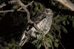 powerful-owl-nnox-strenua-2