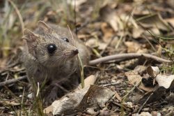 common-dunnart-sminthopsis-murina-6