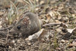common-dunnart-sminthopsis-murina-7