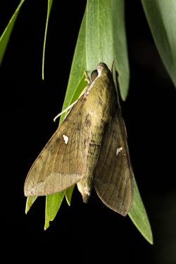 hawk-moth-nephele-subvaria
