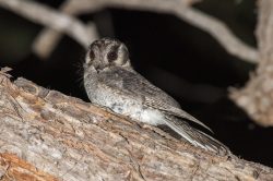 owlet-nightjar-aegotheles-cristatus