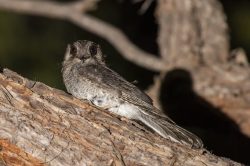 owlet-nightjar-aegotheles-cristatus-2