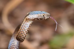 white-crowned-snake-cacophis-harriettae-2