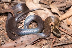 white-crowned-snake-cacophis-harriettae-3