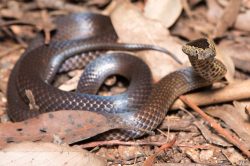 white-crowned-snake-cacophis-harriettae-4