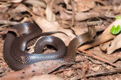 white-crowned-snake-cacophis-harriettae-5