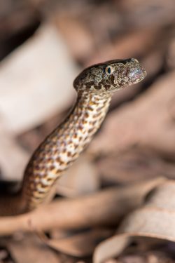 white-crowned-snake-cacophis-harriettae-6