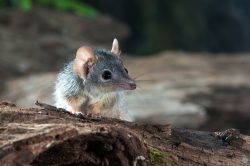yellow-footed-antechinus-antechinus-flavipes-2