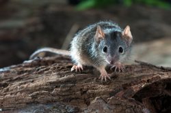 yellow-footed-antechinus-antechinus-flavipes-3