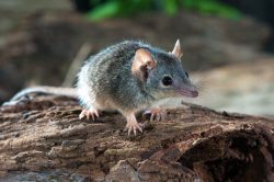 yellow-footed-antechinus-antechinus-flavipes-4