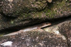 dubious-dtella-gehyra-dubia