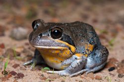 northern-pobblebonk-frog-limnodynastes-terraereginae