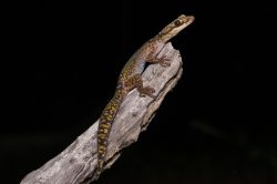 ocellated-velvet-gecko-oedura-monolis-3