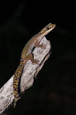 ocellated-velvet-gecko-oedura-monolis-4