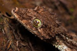 northern-leaf-tailed-gecko-saltuarius-cornutus