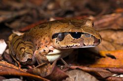 coggers-frog-mixophyes-coggeri