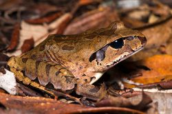 coggers-frog-mixophyes-coggeri-2