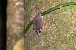 long-tailed-pygmy-possum-cercartetus-caudatus