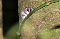 long-tailed-pygmy-possum-cercartetus-caudatus-2