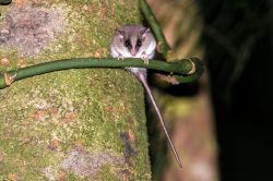 long-tailed-pygmy-possum-cercartetus-caudatus-3