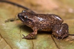 robust-whistling-frog-austrochaperina-robusta