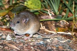 fawn-footed-melomys-melomys-cervinipes