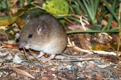 fawn-footed-melomys-melomys-cervinipes-2