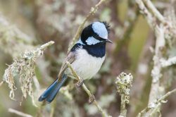 blue-wren-superb-fairy-wren-male-2