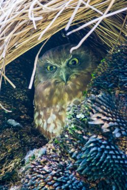 boobook-owl